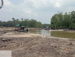 Diduga Hutan Lindung Bakau Desa Pebuar Kembali, Dijarah Oleh Para Penambang Nakal