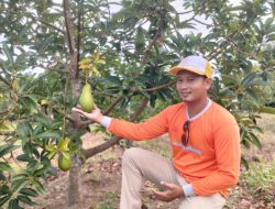 Luar Biasa !!! Kelompok Tani Hutan Sulap Lahan Pertanian Menjadi Tanaman Hortikultura Begini Penjelasanya