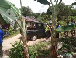 Kecelakaan Beruntun di Tikungan Tajam Pal 4, Kijang Pikap Seruduk Semak – Semak