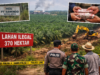 Skandal 370 Hektar di Luar HGU: Operasi Senyap PT Sawindo yang Diduga Rugikan Negara